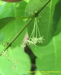 Image result for Flueggea