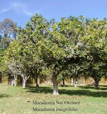 Image result for Macadamia aff. integrifolia