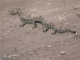 Extinct Animals Snakuana Extinct Animals Weird Animals Unusual Animals