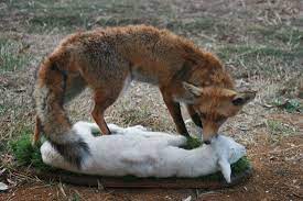 pin von christine potocar auf foxes fuchse fuchs