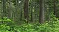 Sustainability | The LEAP approach to Mitsui's Forest