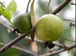 Atau bisa juga untuk tanaman cabai atau bahkan anggrek. Cara Menanam Jambu Biji Dari Biji Batang Stek Agar Cepat Berbuah Erdagardens