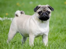 Check your state or other states close to you to find breeders or get references. Pug Puppies Animal Kingdom Puppies N Love