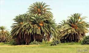 أسواق نجران تستقبل بواكير التمور من مزارع النخيل في المنطقة Plants