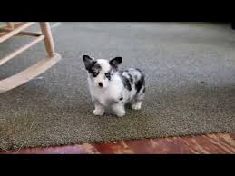 Maybe you would like to learn more about one of these? Blue Merle Corgi For Sale 07 2021