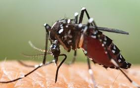 Cover your skin with clothing so skin isn't exposed. Top 8 Ways To Stop Mosquito Bites From Itching Pest Control Tips