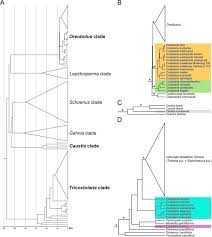 Image result for Costularia natalensis