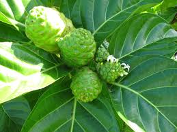 Image result for Morinda