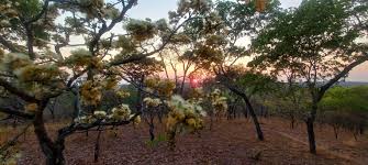 Image result for Albizia antunesiana