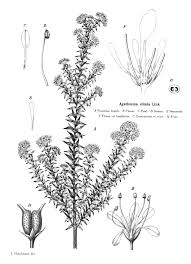 Image result for Toddalia crenulata
