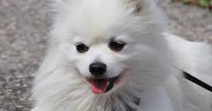 We did not find results for: Original Breed Pomeranian Puppy Price Bareilly