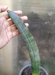 Image result for Sansevieria scimitariformis