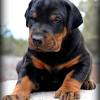 Doberman puppies for sale in hawthorne,fl.,florida. 1