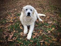 Be ready to wipe his mouth after he. Great Pyrenees Breed Guide Info Pictures Care More Pet Keen