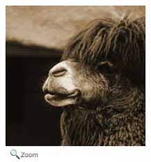 They are however able to run within hours of birth. Camelidae Camels Llamas Alpacas Vicugnas Wildlife Journal Junior