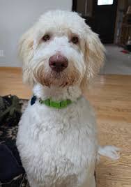 Purina Pro Plan infested with moths or bugs?