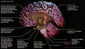 Pin By Debrah Carney On Anatomy Brain Lobes And Functions Brain Development Whole Brain Teaching