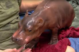 Made of pure cotton terry with a cotton sateen binding, these luxuriously soft bathtime pieces are delicate and smooth on their skin. Fiona The Baby Hippo A Timeline Of The Cincinnati Zoo S Star Hippo People Com
