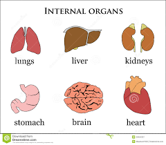 Female body internal organs illustrations & vectors. Internal Body Parts Pictures With Name Internal Organs Of The Human Body