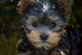 Maybe you would like to learn more about one of these? Lisa S Pampered Paws Pet Grooming About Us