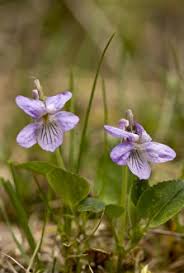 Image result for Tragia rupestris