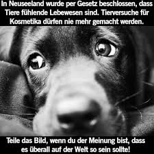 120 Tierschutz Ideen Tierschutz Spruche Tiere Tiere