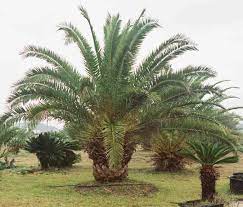 In corpus christi and houston, consider growing all the palms listed for southeast texas (usda zone 8). Pin On Palm Trees