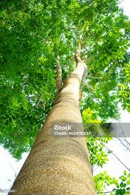 Image result for Xylia africana