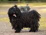 Puli Dog Breed Information, Puppies & Pictures