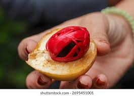 Image result for Myristicaceae