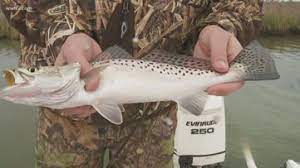 A fish plant at platinum that bought salmon, herring and halibut starting in 2009 closed abruptly in 2015. Fishing Reports From Wwl In New Orleans New Orleans La Wwltv Com