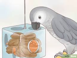 How To Feed An African Grey Parrot 12 Steps With Pictures