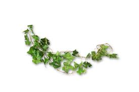 | # pendenti png & psd images.a pen is a writing implement used to apply ink to a surface, such as paper, for writing or drawing. Edera Consigli Pratici Per Una Pianta Rigogliosa