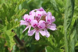 Image result for Pelargonium graveolens