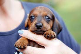 Puppies for sale from dog breeders near dallas / fort worth, texas. How To Care For A Dachshund The Complete Guide I Love Dachshunds