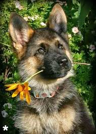 Lustige bilder mittelfinger lustigebilder lustige bilder. Lustige Bilder Hunde Kostenlos Herunterladen Bilder Und Spruche Fur Whatsapp Und Facebook Kostenlos