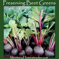 We did not find results for: Preserving Beet Greens