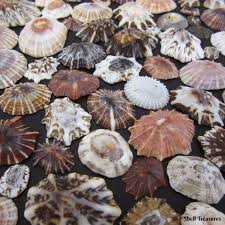 Limpet Shells Shell Treasures Limpet Shell Shells Limpet