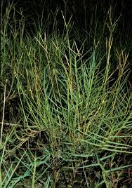 Image result for Paspalum vaginatum