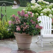 Roses are practically synonymous with fragrant shrubs in the minds of many gardeners, although not all types of roses are aromatic. Can I Grow Shrubs In Containers Proven Winners