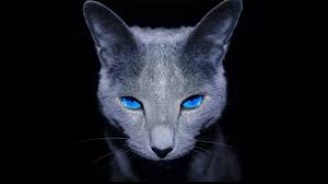 Check spelling or type a new query. Gray Cat With Blue Eyes Hd Wallpaper Wallpaper Flare