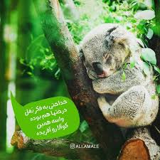 Pin By Sepideh Movahedzadeh On Persian Poem In 2020 Koala Bear Koala Animals