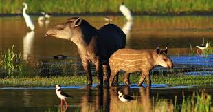 Image result for tapir