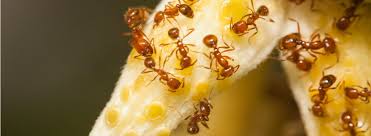 Bug depot | do your own pest control and lawn care with the same products that exterminators use. How To Get Rid Of Fire Ants In Your Home Western Exterminator