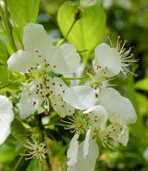 Image result for Amelanchier laevis