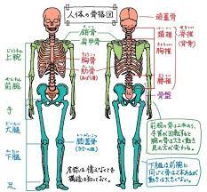 イラストで人を描くには人体構造を知ることが上達の近道 ラインスタンプ工房 イラスト上達のコツ一枚絵描き方研究室 人間のスケッチ 医療イラスト イラスト