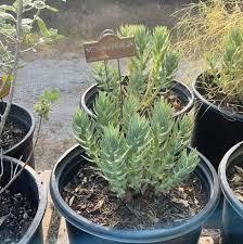 Image result for Euphorbia zambesiana