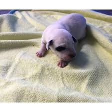 Dalmatian · dallas, tx we are accepting applications and deposits to determine the picking order of a future litter. 6 Dalmatian Puppies For Sale In San Antonio Texas Puppies For Sale Near Me