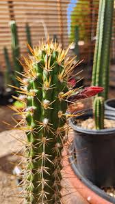 Image result for Trichoscypha lucens