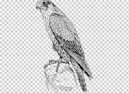 Download and print these winged wolf coloring pages for free. Coloring Book Peregrine Falcon Drawing Buttyful Winged Wolf Coloring Pages Pencil Bald Eagle Vertebrate Png Klipartz